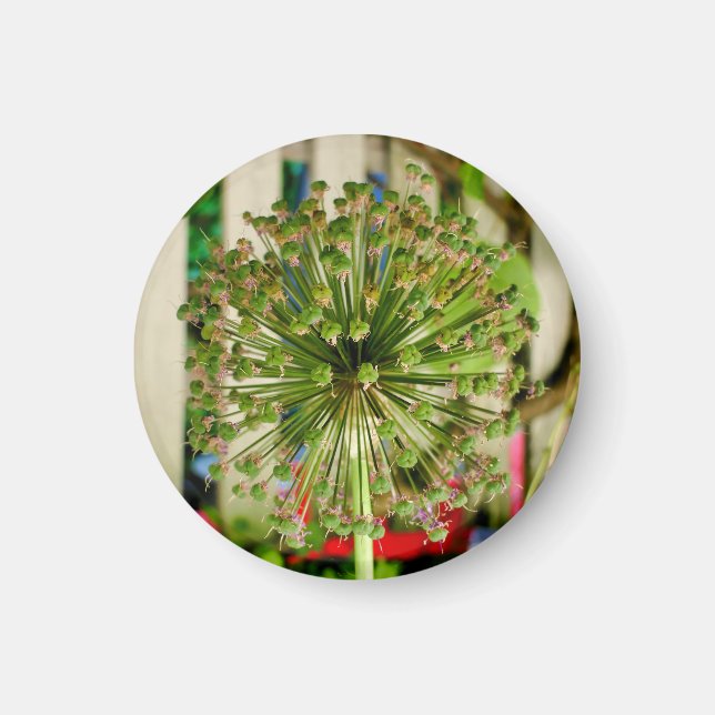 Ornamental Onion Magnet (Front)