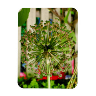 Ornamental Onion Magnet