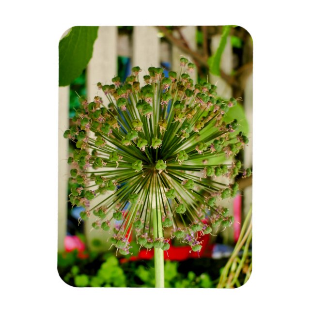 Ornamental Onion  Magnet (Vertical)