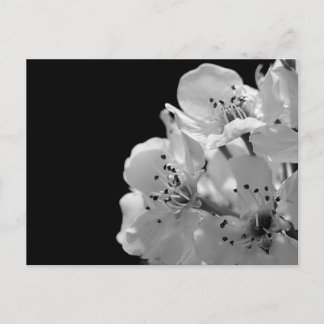 Ornamental Pear ... Postcard