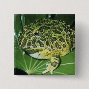 Ornate Horned Frog, (Ceratophrys ornata), 2 Inch Square Button