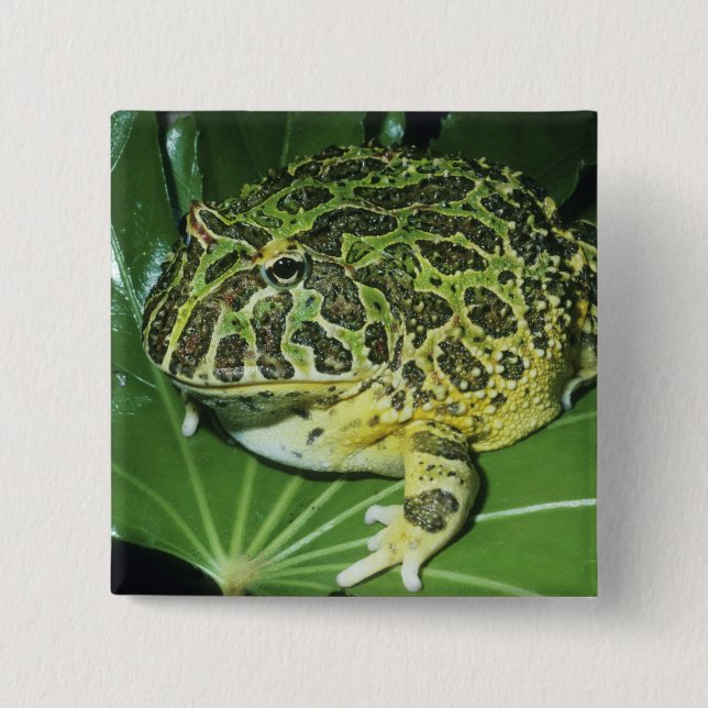 Ornate Horned Frog, (Ceratophrys ornata), 2 Inch Square Button (Front)