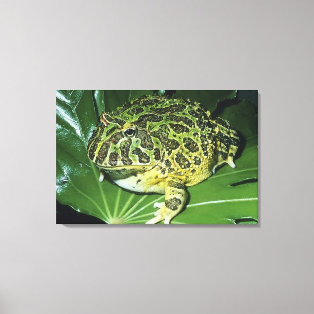 Ornate Horned Frog, (Ceratophrys ornata), Canvas Print (Front)