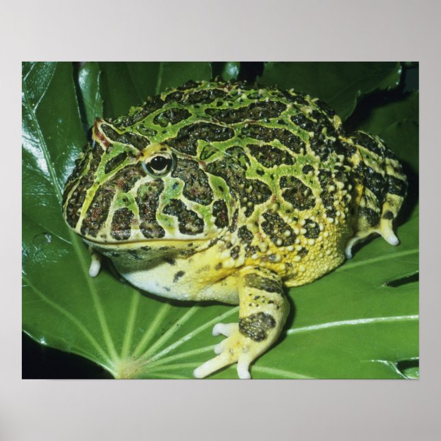 Ornate Horned Frog, (Ceratophrys ornata), Poster (Front)
