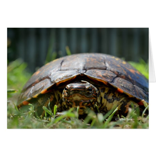 Ornate wood turtle at his level in grass (Front Horizontal)