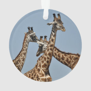 Ornement 1 de safari