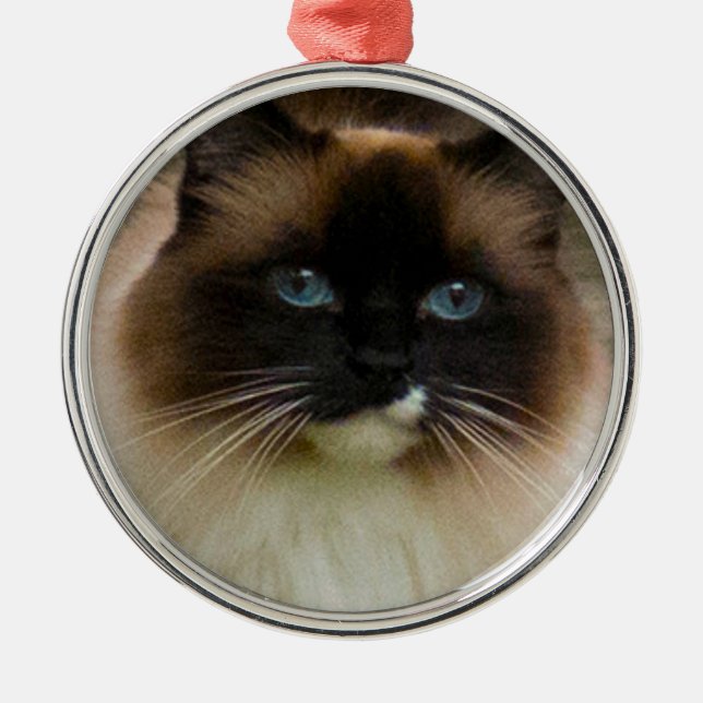 Ornement adorable de chat de Ragdoll (Devant)