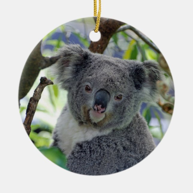 Ornement adorable de Noël de koala de bébé (Devant)
