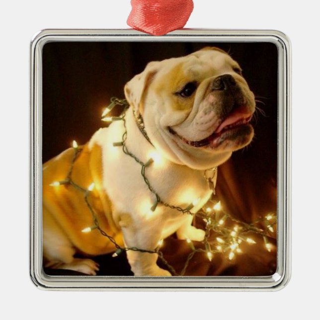 Ornement anglais d'arbre de Noël de bouledogue (Devant)
