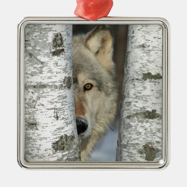 ornement avec la PIC du loup gris dans quelques (Devant)