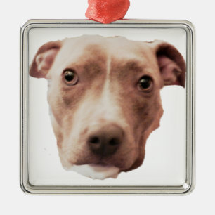 ORNEMENT BRINDLE PIT BULL
