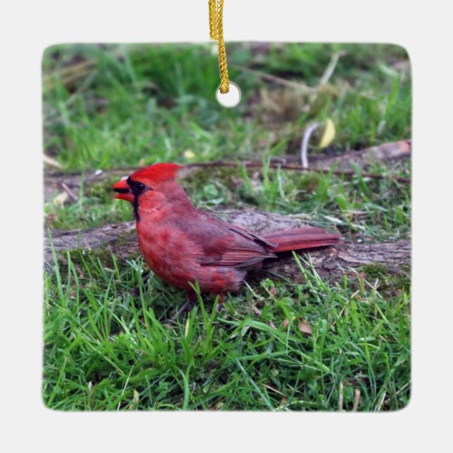 Ornement cardinal (Devant)