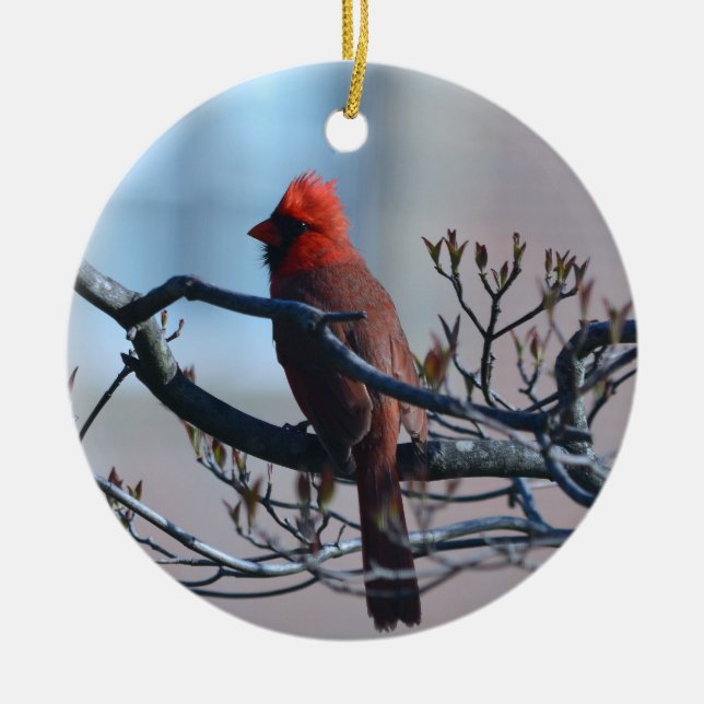 Ornement cardinal masculin (Devant)