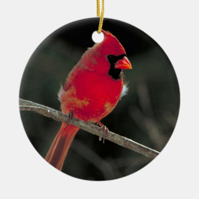 Ornement cardinal rouge de Noël (Devant)