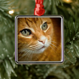 Ornement Carré Argenté Adorable Ginger Tabby Cat Posing Pet Portrait