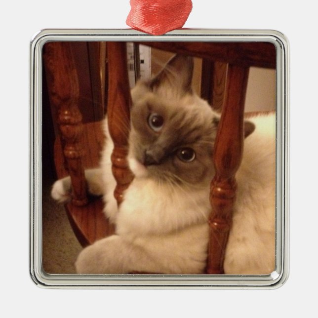Ornement Carré Argenté Adorable Ragdoll Chat assis sur une chaise (Devant)