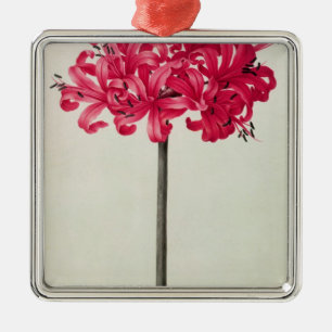 Ornement Carré Argenté Amaryllis Sarniensis, ou narcisse