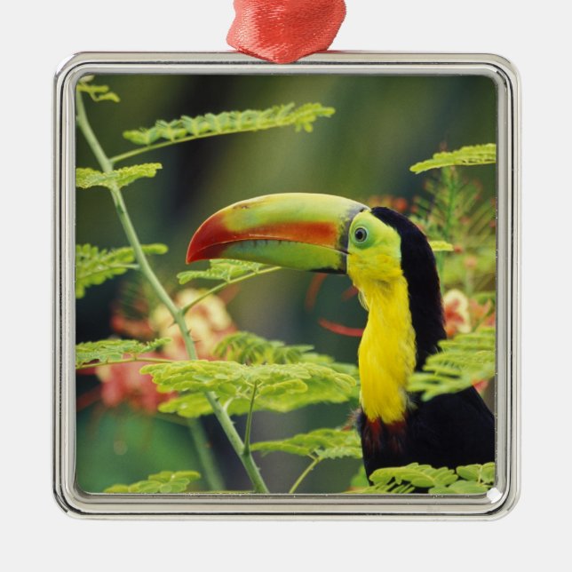 Ornement Carré Argenté Amérique centrale, Honduras. Toucan à prix Keel (Devant)