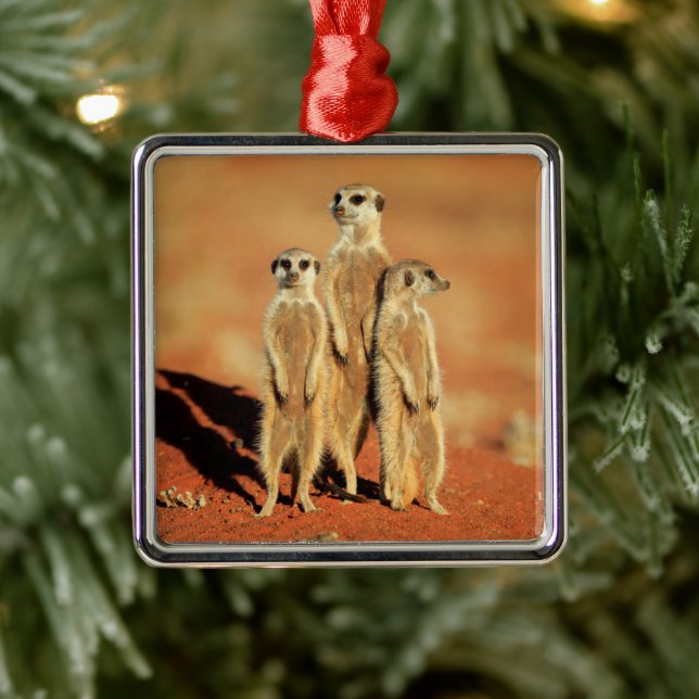 Ornement Carré Argenté Animaux de bébés cutest | 3 Meerkats (Arbre)