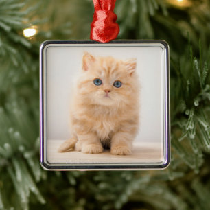 Ornement Carré Argenté Animaux de bébés cutest   A British Longhair Kitte