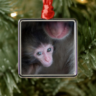 Ornement Carré Argenté Animaux de bébés cutest   Bébé Macaque singe et mè