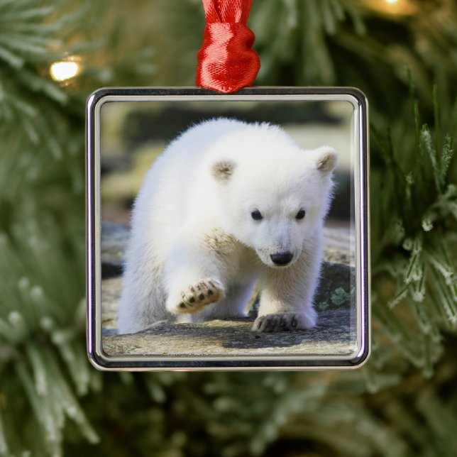 Ornement Carré Argenté Animaux de bébés cutest | Bébé Ours Polaire Cub (Arbre)