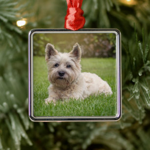 Ornement Carré Argenté Animaux de bébés cutest   Cairn Terrier Dog
