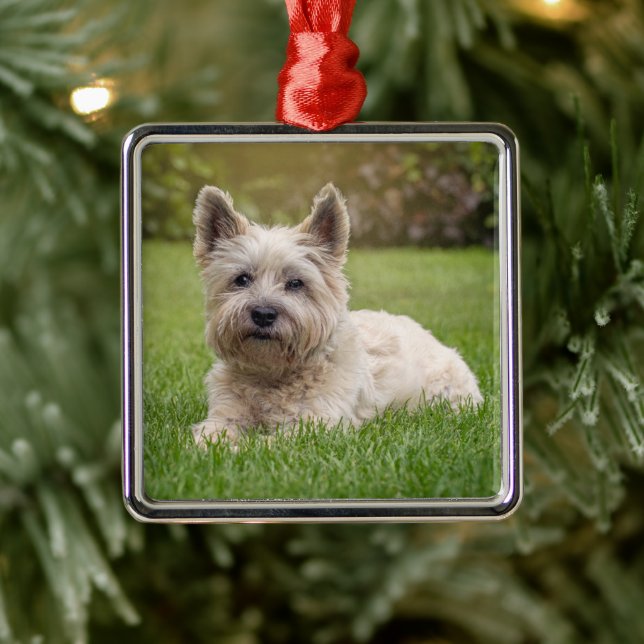 Ornement Carré Argenté Animaux de bébés cutest | Cairn Terrier Dog (Arbre)