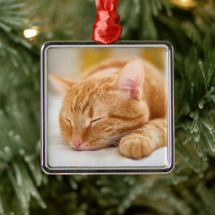 Ornement Carré Argenté Animaux de bébés cutest   Chat de gingembre dorman