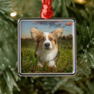 Ornement Carré Argenté Animaux de bébés cutest Corgi dans le nuage