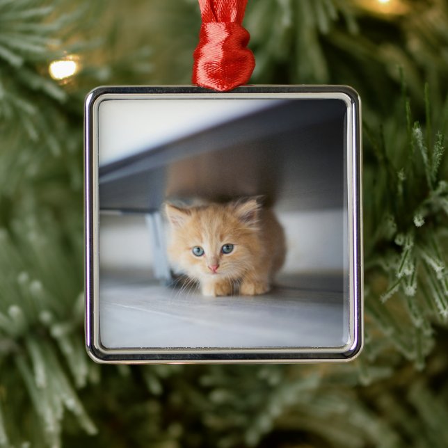 Ornement Carré Argenté Animaux de bébés cutest | Fluffy Orange Kitten (Arbre)