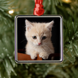 Ornement Carré Argenté Animaux de bébés cutest   Ginger Kitten