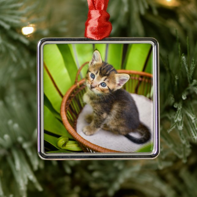 Ornement Carré Argenté Animaux de bébés cutest | Kitten dans le panier (Arbre)
