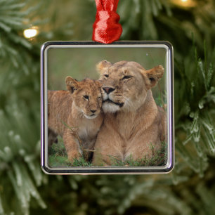 Ornement Carré Argenté Animaux de bébés cutest   Lion Cub & Mother