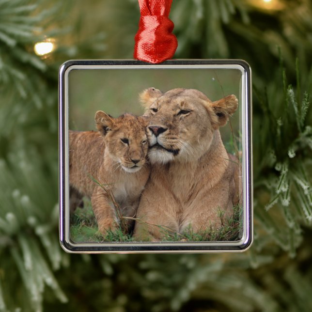 Ornement Carré Argenté Animaux de bébés cutest | Lion Cub & Mother (Arbre)