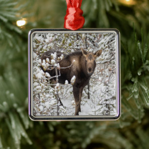 Ornement Carré Argenté Animaux de bébés cutest Moose Calf