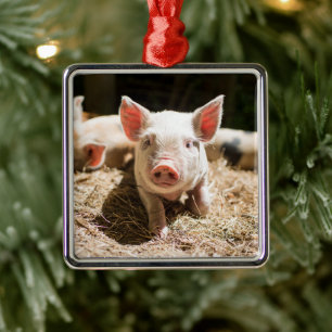 Ornement Carré Argenté Animaux de bébés cutest   Piglet bébé mignon