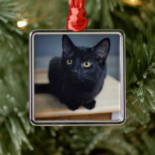 Ornement Carré Argenté Animaux de bébés cutest   Portrait d'un chat noir