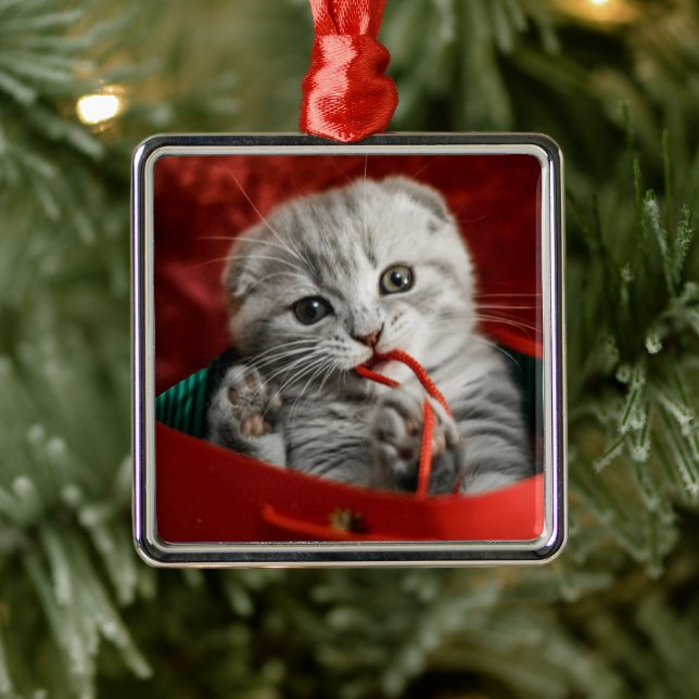 Ornement Carré Argenté Animaux de bébés cutest | Scottish Fold Kitten (Arbre)
