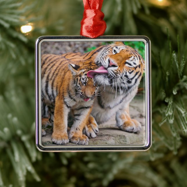 Ornement Carré Argenté Animaux de bébés cutest | Sibérie Tiger Famille (Arbre)
