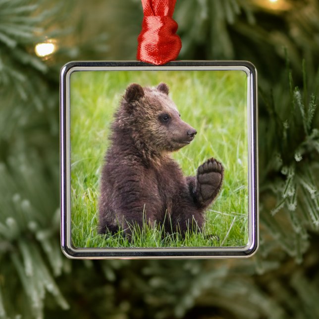 Ornement Carré Argenté Animaux de bébés cutest | Vague d'ours Brown (Arbre)