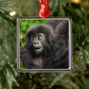 Ornement Carré Argenté Animaux de bébés cutest   Young Mountain Gorilla