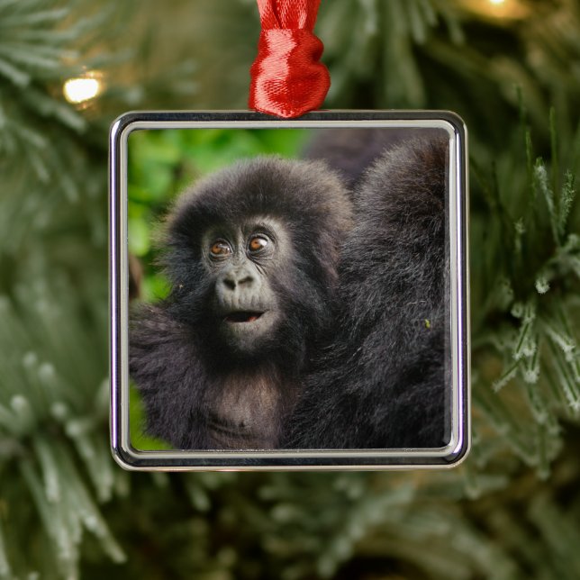 Ornement Carré Argenté Animaux de bébés cutest | Young Mountain Gorilla (Arbre)