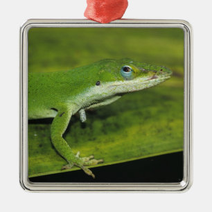 Ornement Carré Argenté Anolis carolinensis, adulte sur palme
