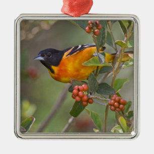 Ornement Carré Argenté Baltimore Oriole