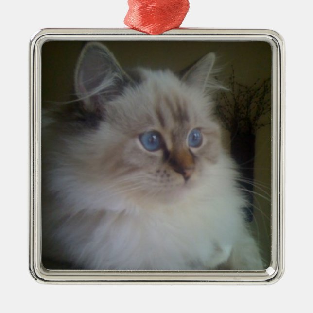 Ornement Carré Argenté Beau chat de Ragdoll Hymalayan regardant fixement (Devant)