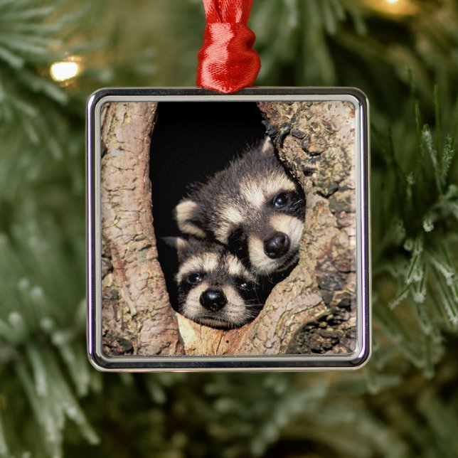 Ornement Carré Argenté Bébé Raccoons se jetant dans l'arbre (Arbre)