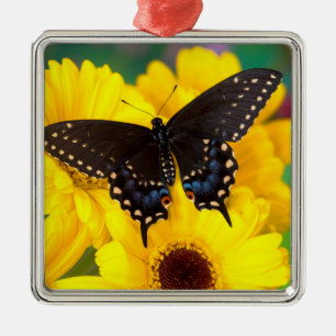Ornement Carré Argenté Black Swallowtail