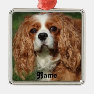 Ornement Carré Argenté Blenheim Cavalier King Charles Spaniel Chien Chien