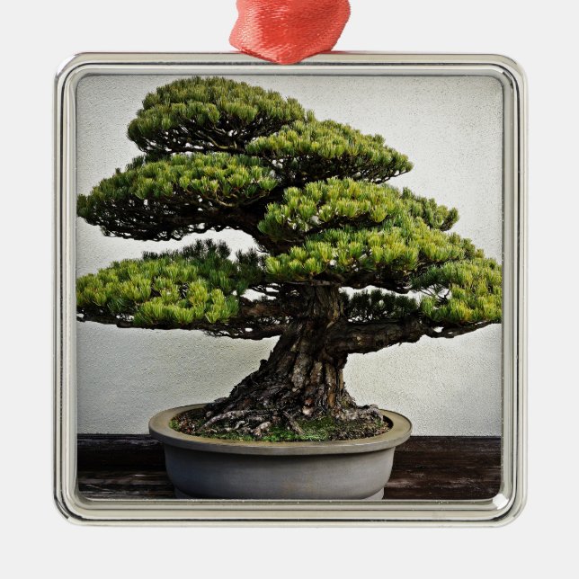 Ornement Carré Argenté Bonsaïs de White Pine de Japonais (Devant)